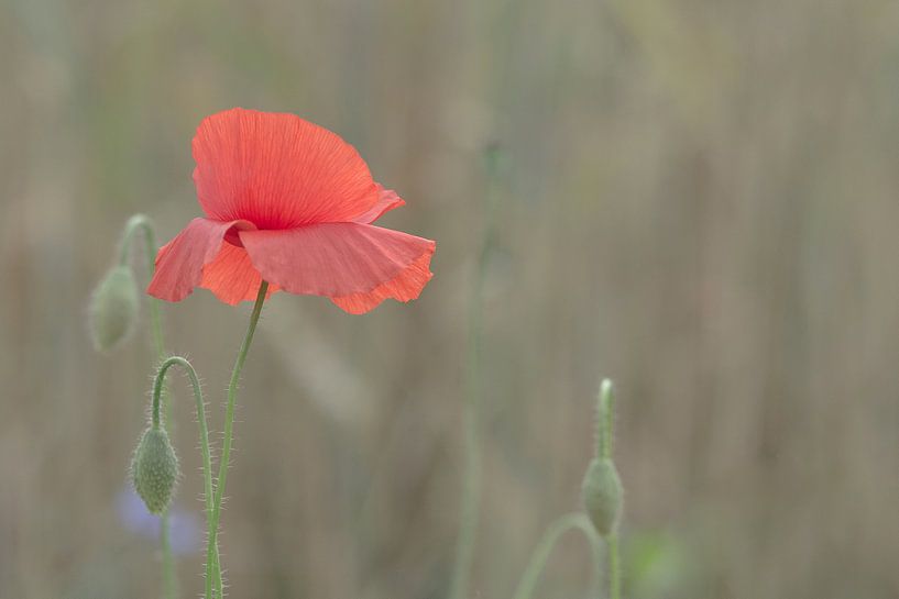 poppy in a field of wheat van Jaco Verheul