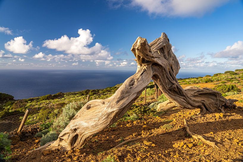 El Sabinar, El Hierro by Peter Schickert