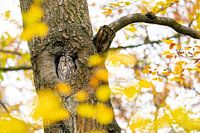 Tawny owl in autumn atmosphere