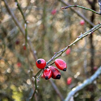 Bentwoud, Zuid-Holland, Nederland