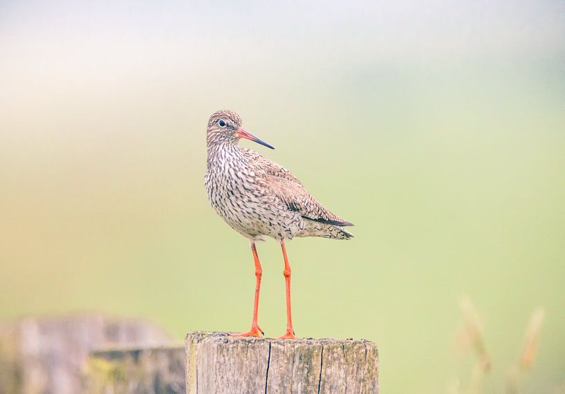 redshank bird in meadow by natascha verbij