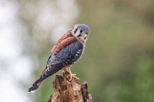 Buntfalke