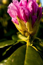 rhododendron tijdens de zonsondergang | fine art natuur foto van Karijn | Fine art Natuur en Reis Fotografie