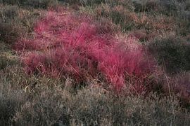 Heather von Kiri Pruntel