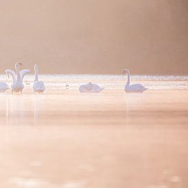 Swans in The Biesbosch by Judith Borremans