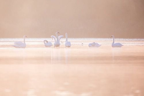 Swans in The Biesbosch by Judith Borremans Natuurfotografie