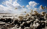 Terschelling