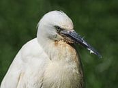 Koereiger van Loek Lobel thumbnail