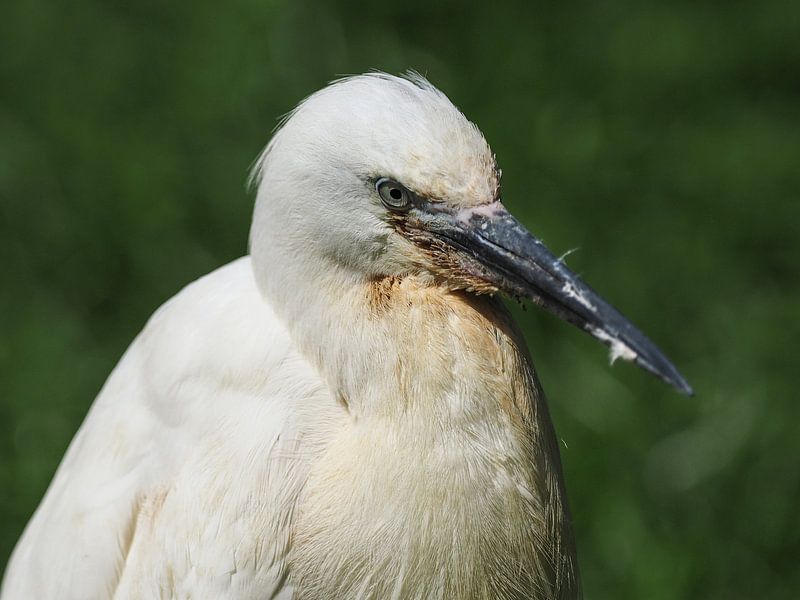 Kuhreiher von Loek Lobel