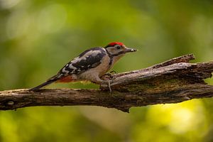 Spotted Woodpecker by Richard Nell