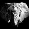 African Elephant by Mark Zanderink