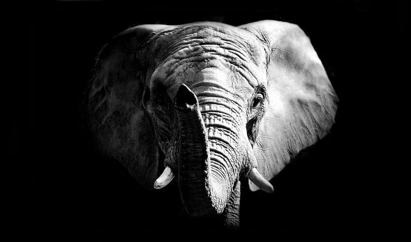 Afrikanischer Elefant von Mark Zanderink