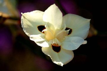 Digi-Blume von erikaktus gurun