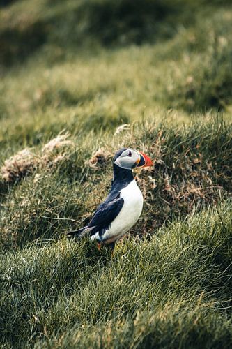 Papegaaiduiker op de Faeröer Eilanden