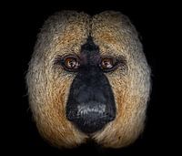 Portrait: Eye-to-eye with a white-faced lemur