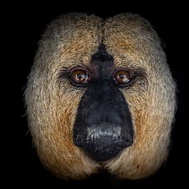 Portrait: Eye-to-eye with a white-faced lemur by Triki Photography
