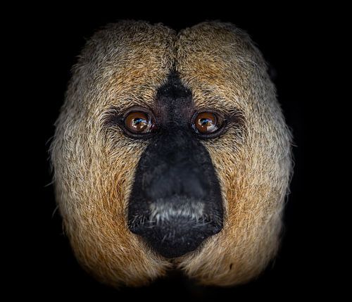 Portret: Oog in oog met een Witgezichtsaki van Triki Photography