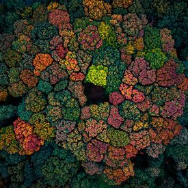Autumn colour palette by Bas van der Gronde