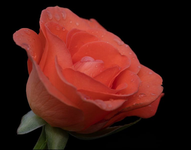 Wassertropfen auf einer orangefarbenen Rose Nahaufnahme mit schwarzem Hintergrund von Jolanda de Jong-Jansen