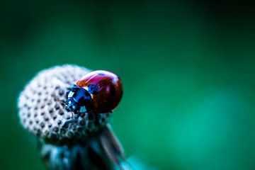 ladybug by Frank Ketelaar