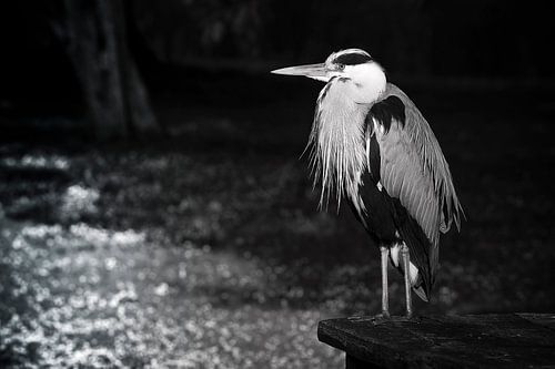 Reiger Black&White
