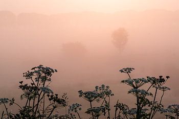 Veld tussen Megen en Haren in de mist