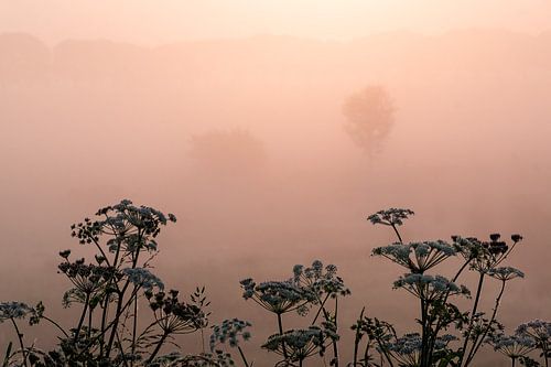 Veld tussen Megen en Haren in de mist