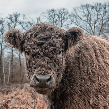 portrait d'un bovin Galloway