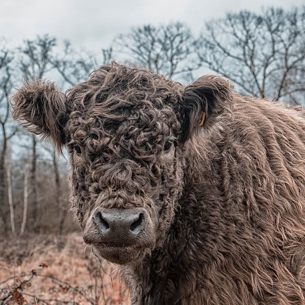 portrait of a Galloway cattle by picsbyronenvief