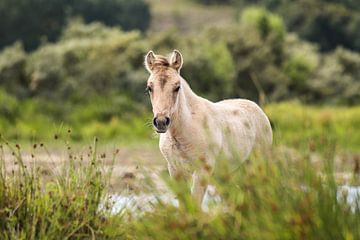 Foal (Konikspaard) in Spring by Isabel van Veen
