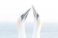 Northern gannet (Morus bassanus), Helgoland, Germany van Ed van Loon thumbnail
