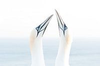 Northern gannet (Morus bassanus), Helgoland, Germany