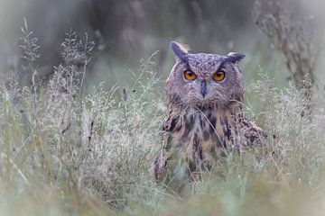 Eagle owl in the meadow by Larissa Rand