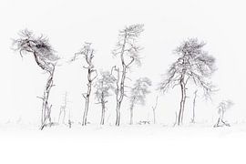 Winter Hoge Venen von Steven Hendrix