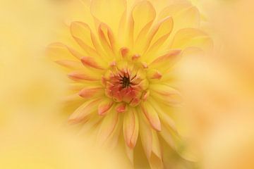 Love for dahlias's by Cindy Mulder