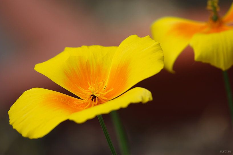 yellow-orange van Meleah Fotografie