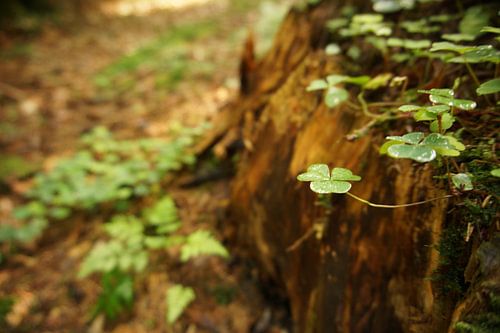 Shamrock on a tree stump