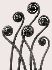 Karl Blossfeldt - Adiantum Pedatum by Old Masters