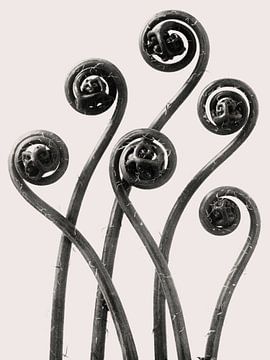 Karl Blossfeldt - Adiantum Pedatum van Old Masters