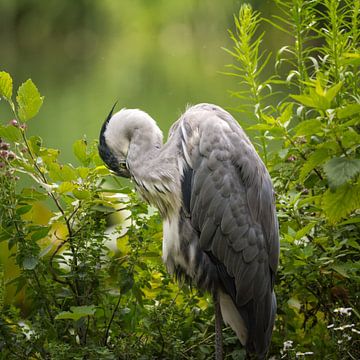 Grijze Reiger - Oog tussen de Veren van Tobias Luxberg