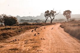 Safari von Fotoverliebt - Julia Schiffers
