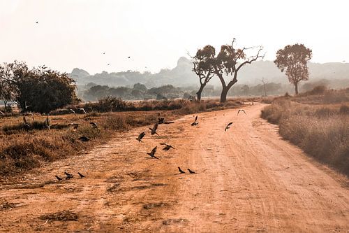 Safari