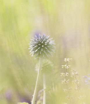 Soft focus Kogeldistel van fb-fotografie