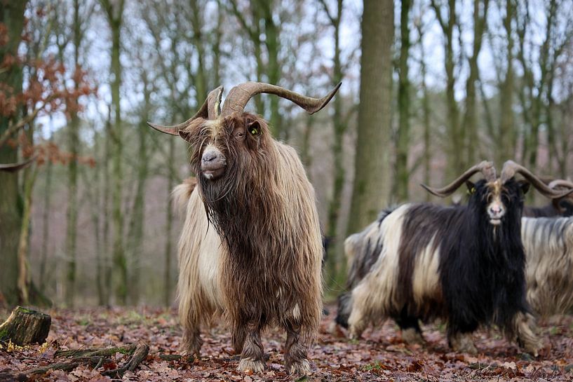 Neugierige Landziege von @Unique