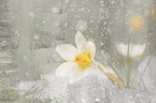 Moderne jasje voor krokus in de sneeuw