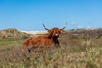 Schottischer Highlander in der Sonne