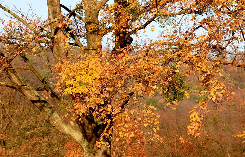 Ahorn von Thomas Jäger