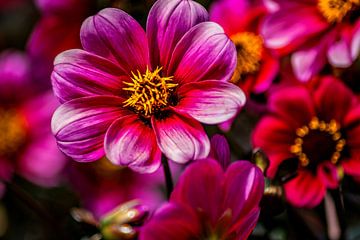 Bodensee : Dahlia's van Photoart-Naegele