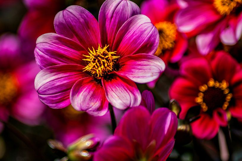 Bodensee : Dahlia's van Photoart-Naegele