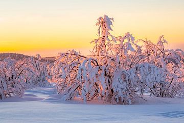 Zonsondergang met besneeuwd landschap van Daniela Beyer